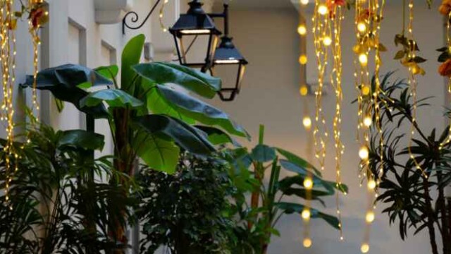 saski-garden-4